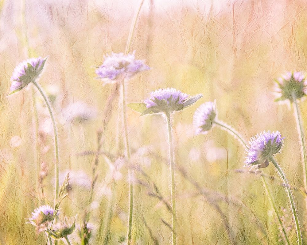 Hazy Afternoon Sun 1 art print by Kimberly Allen for $57.95 CAD