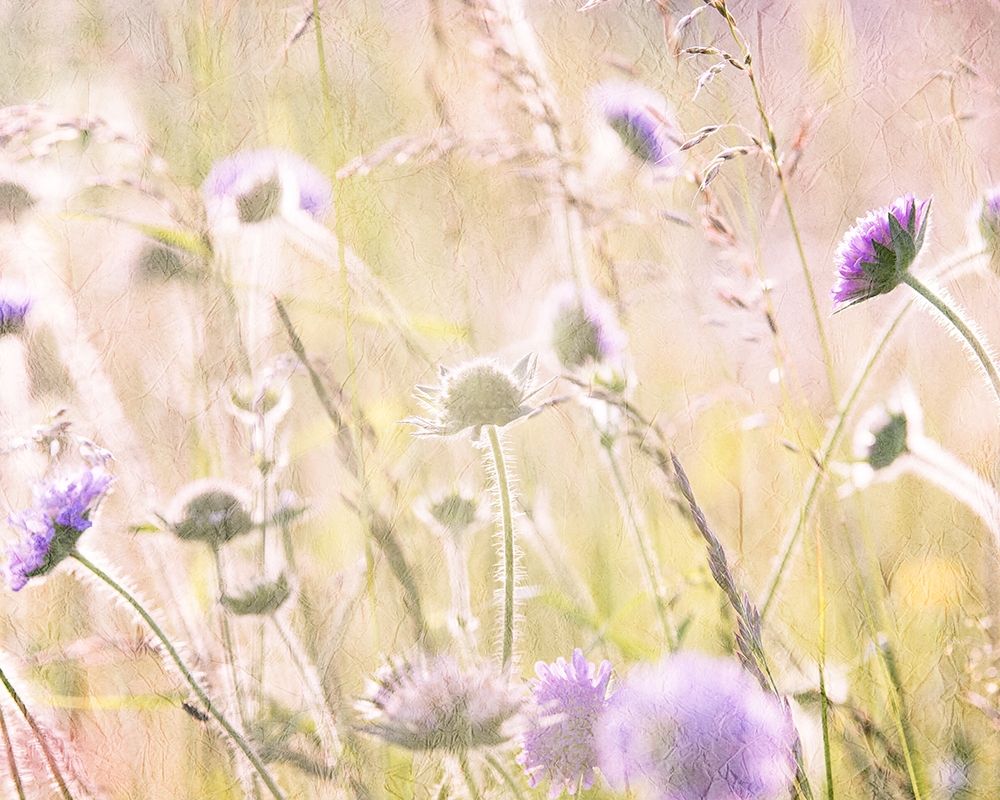 Hazy Afternoon Sun 2 art print by Kimberly Allen for $57.95 CAD