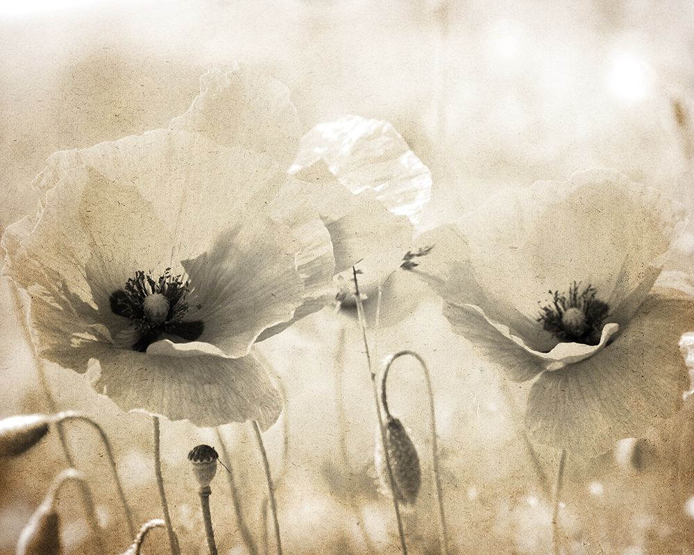 Vintage Poppy 1 art print by Kimberly Allen for $57.95 CAD