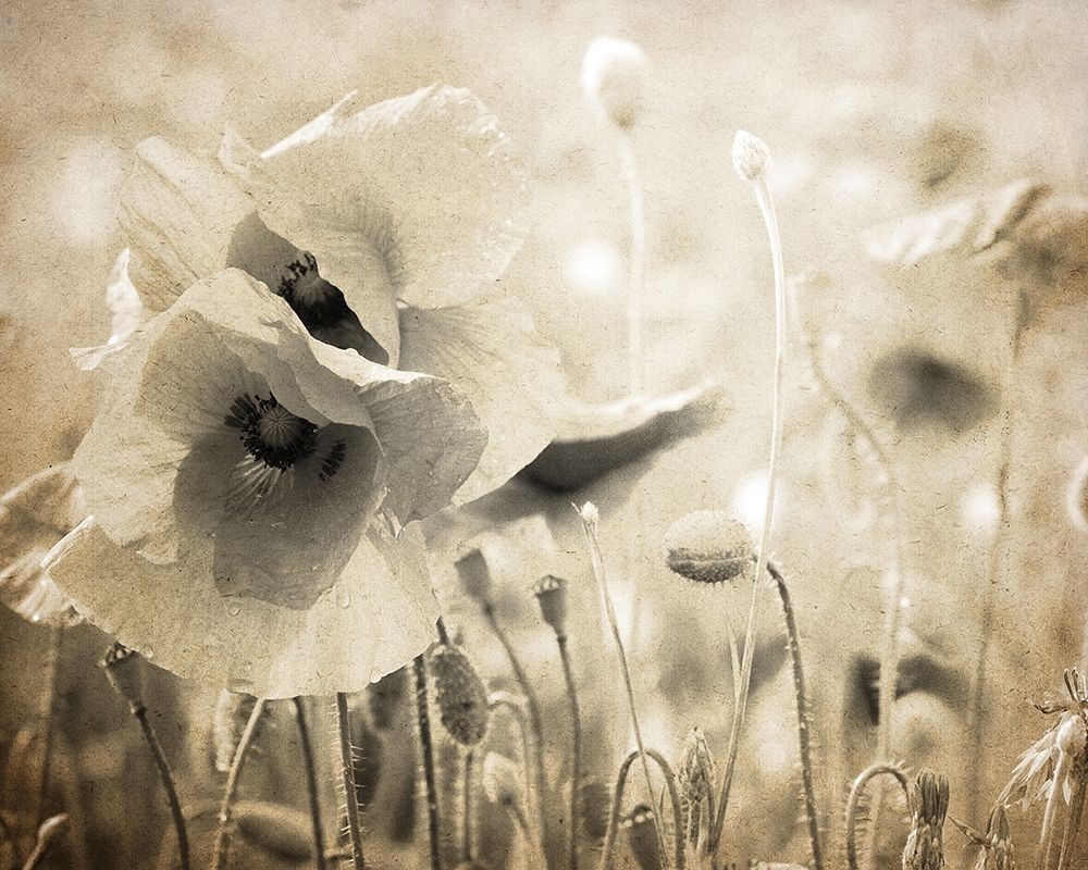 Vintage Poppy 2 art print by Kimberly Allen for $57.95 CAD