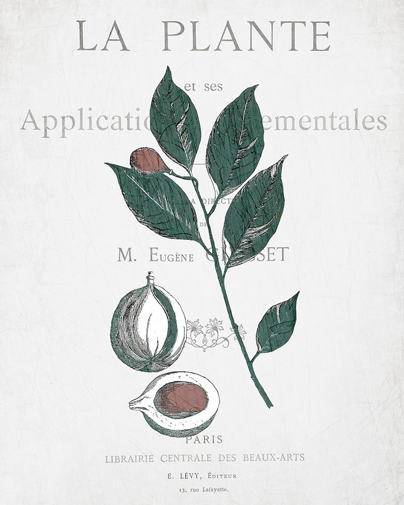 Botanical 3 art print by Kimberly Allen for $57.95 CAD