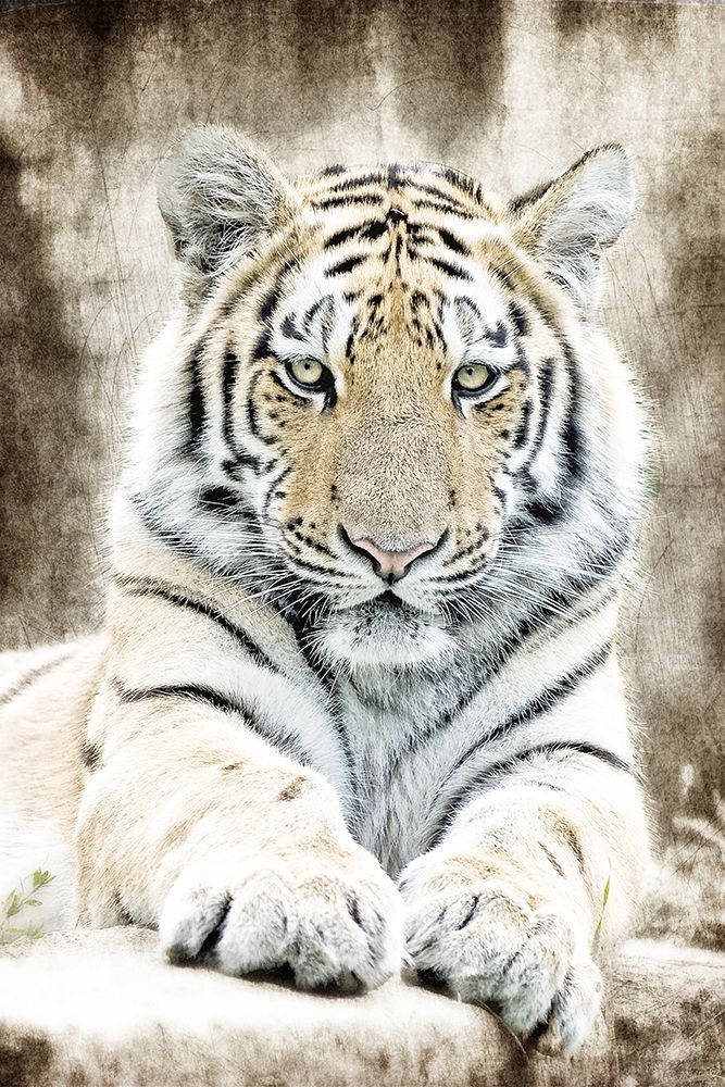 Concentration art print by Kimberly Allen for $57.95 CAD