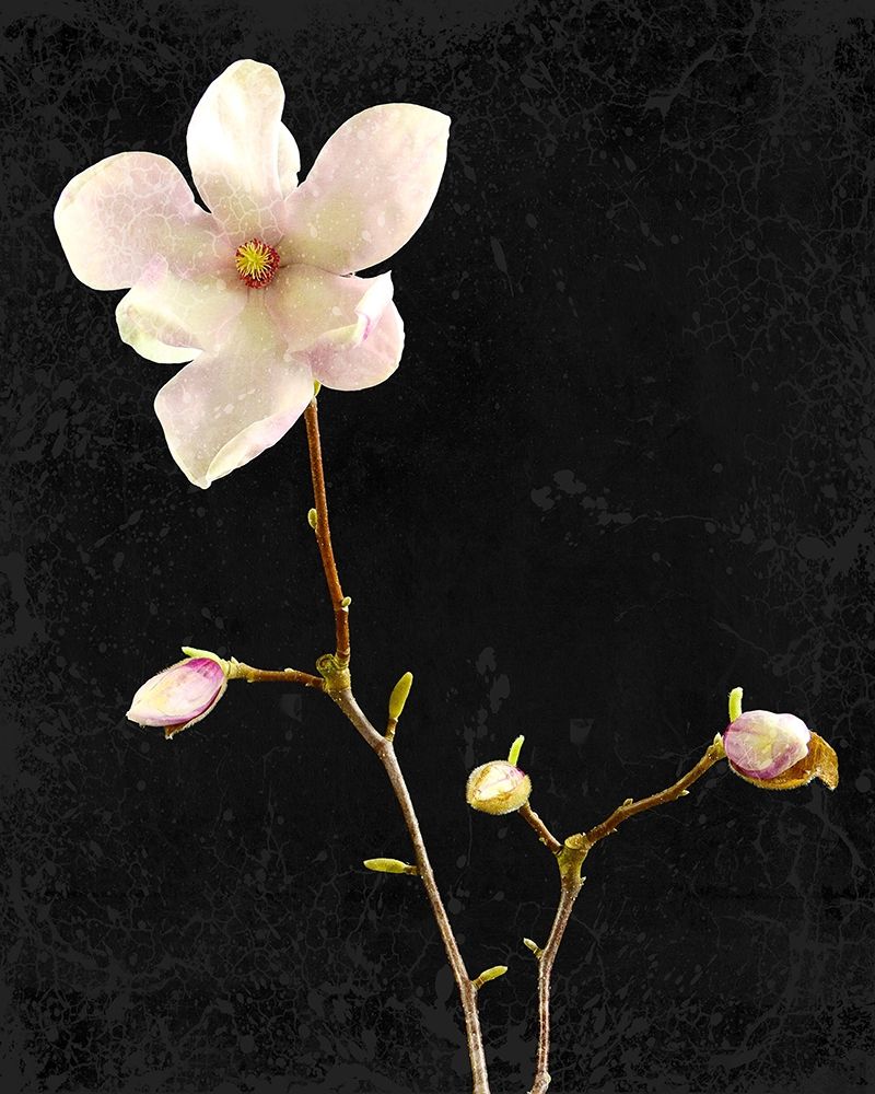 Magnolia on Black 1 art print by Kimberly Allen for $57.95 CAD