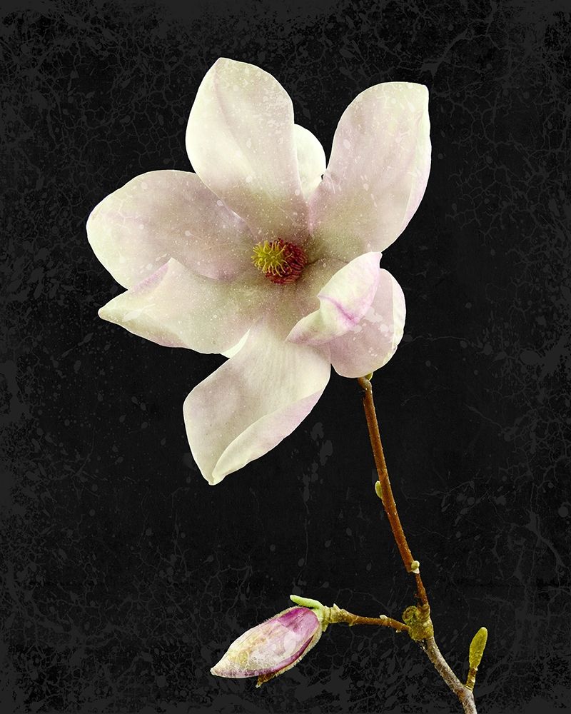 Magnolia on Black 2 art print by Kimberly Allen for $57.95 CAD