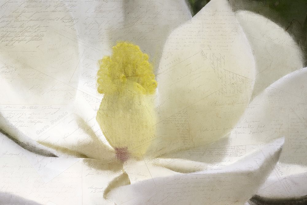 Carte Postale Magnolia Bloom art print by Kimberly Allen for $57.95 CAD