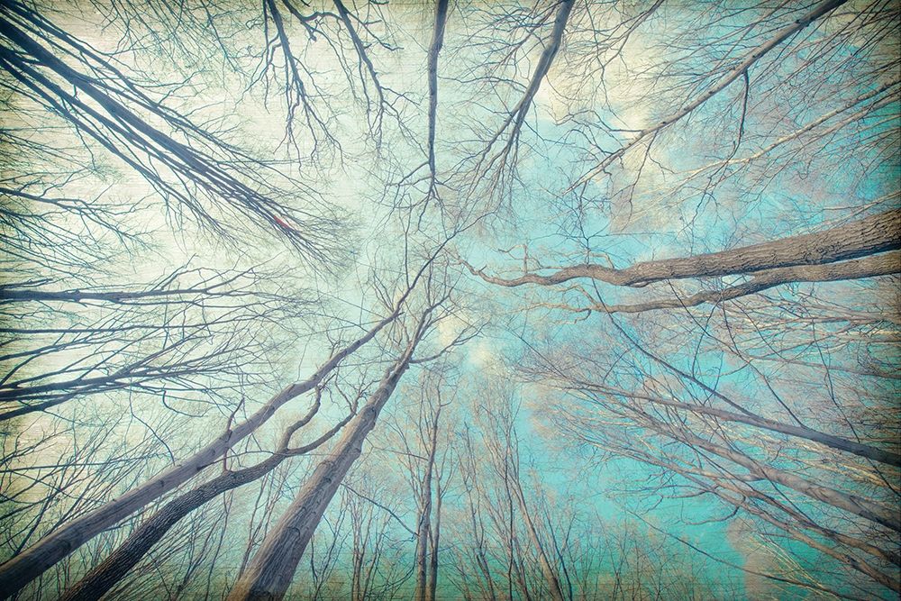 My View Up art print by Kimberly Allen for $57.95 CAD