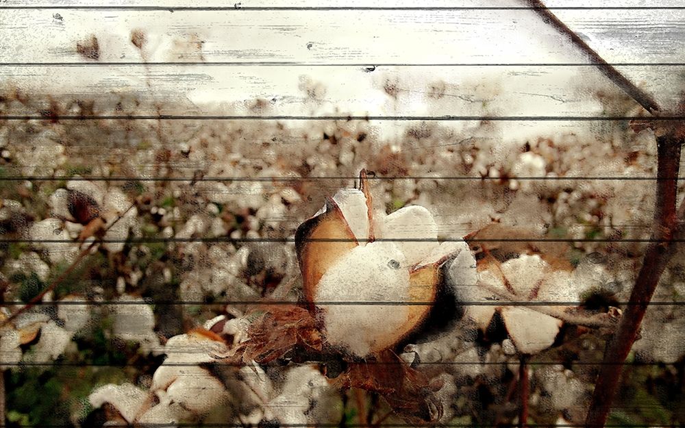 Cotton Field 1 art print by Kimberly Allen for $57.95 CAD