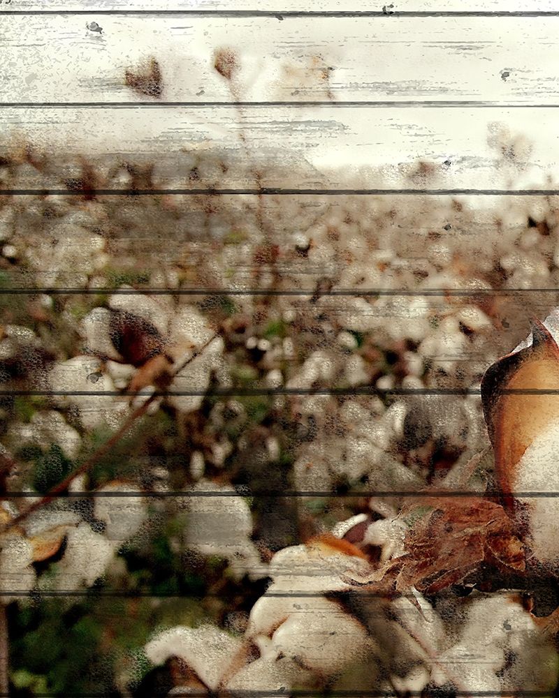 Cotton Field 2 art print by Kimberly Allen for $57.95 CAD