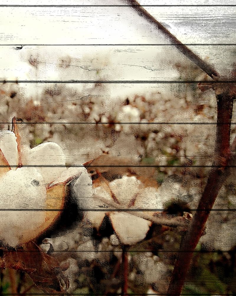 Cotton Field 3 art print by Kimberly Allen for $57.95 CAD