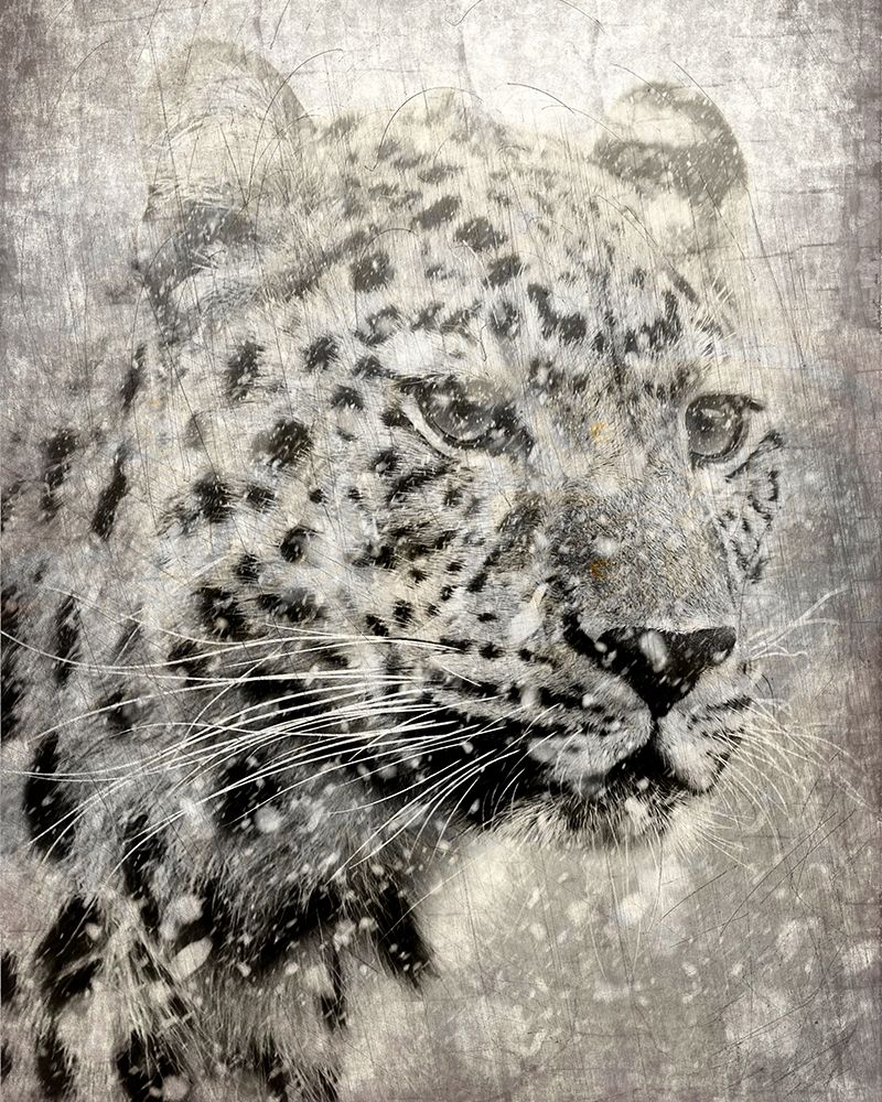 Winters Gaze art print by Kimberly Allen for $57.95 CAD