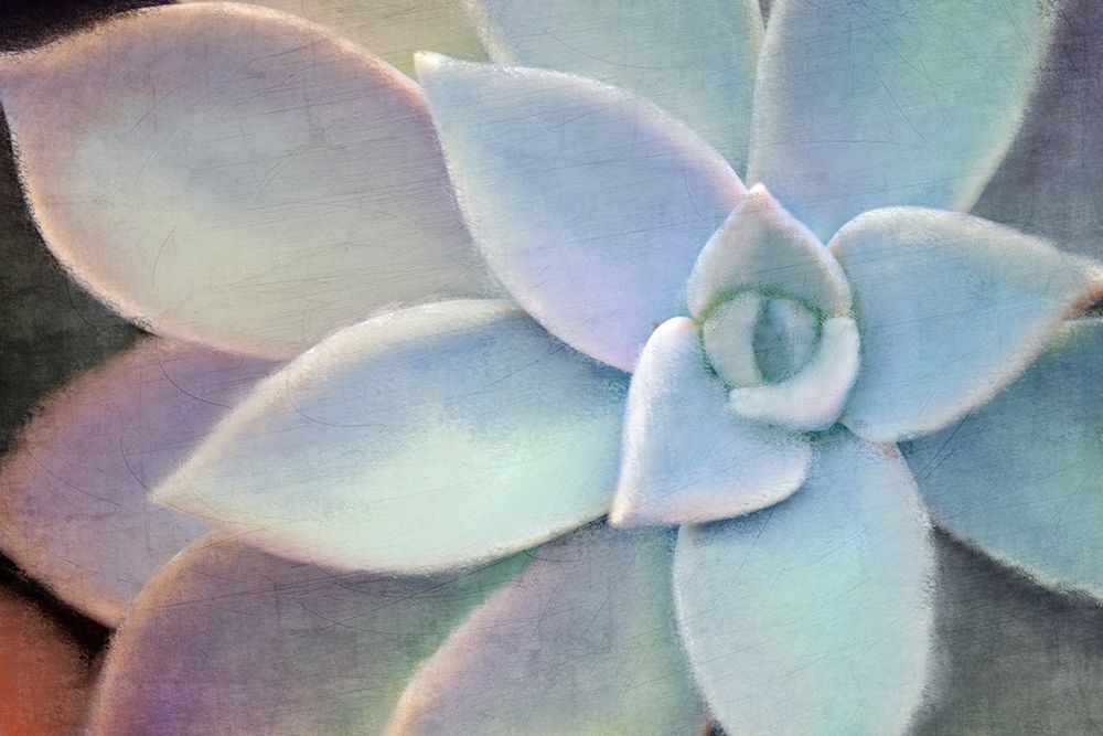 Softly art print by Kimberly Allen for $57.95 CAD