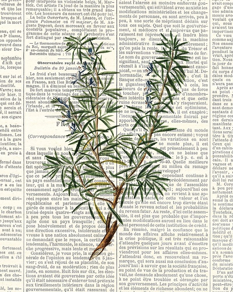 Fresh Herbs 1 art print by Kimberly Allen for $57.95 CAD