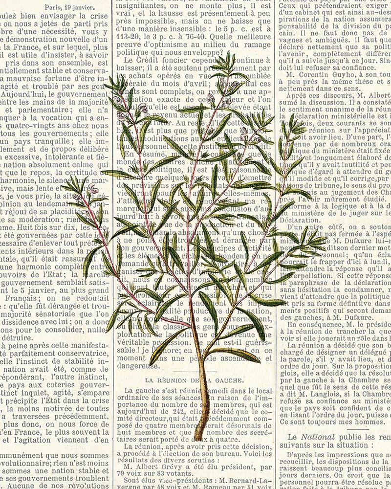 Fresh Herbs 2 art print by Kimberly Allen for $57.95 CAD