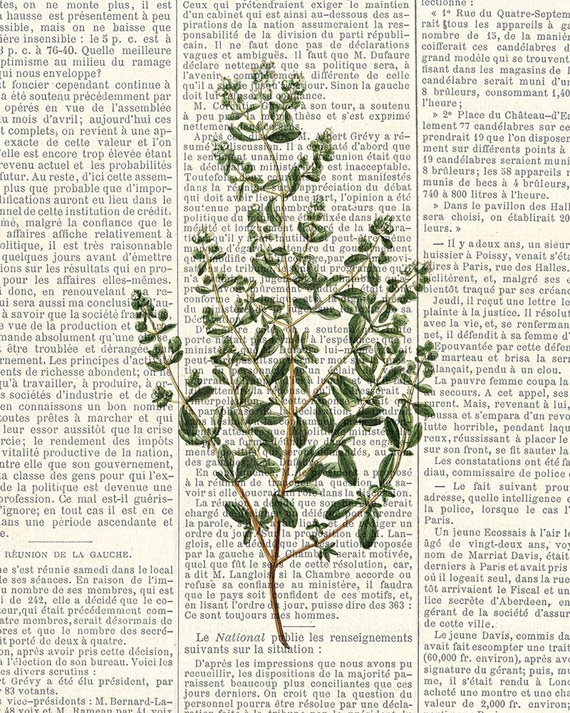 Fresh Herbs 3 art print by Kimberly Allen for $57.95 CAD