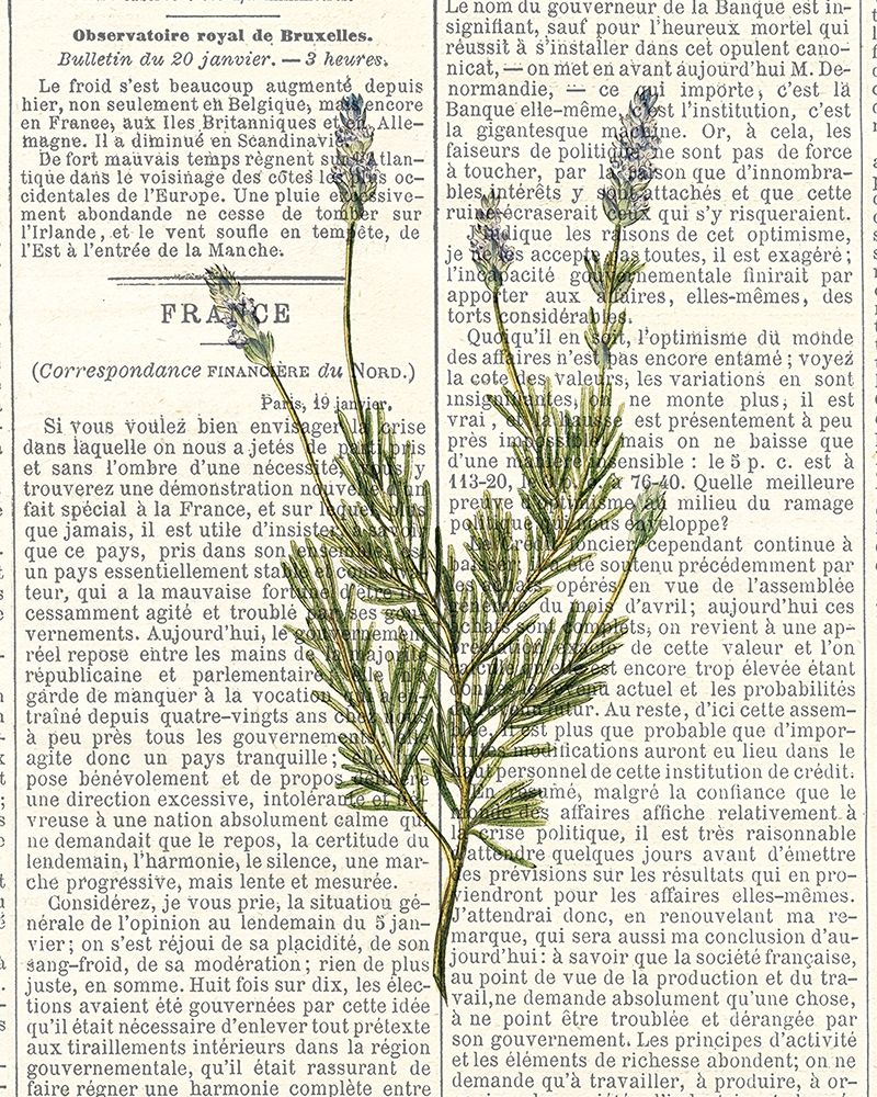 Fresh Herbs 4 art print by Kimberly Allen for $57.95 CAD
