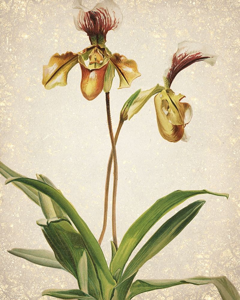 Orchids  1 art print by Kimberly Allen for $57.95 CAD