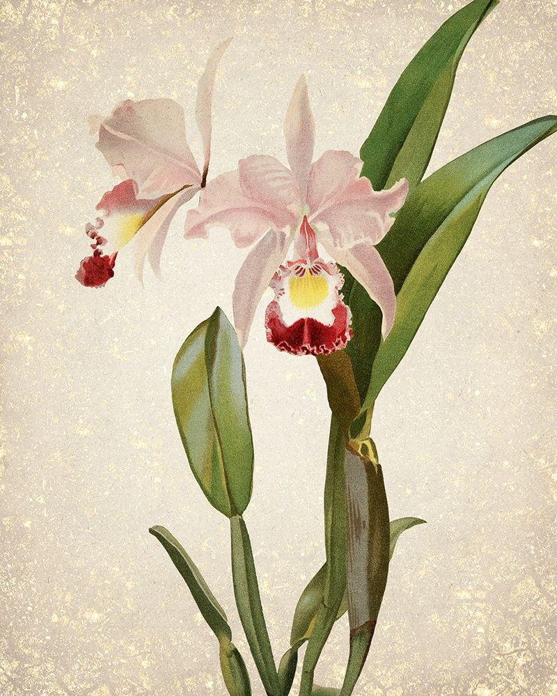 Orchids  2 art print by Kimberly Allen for $57.95 CAD