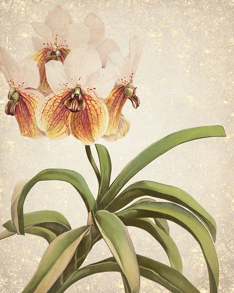 Orchids 3 art print by Kimberly Allen for $57.95 CAD