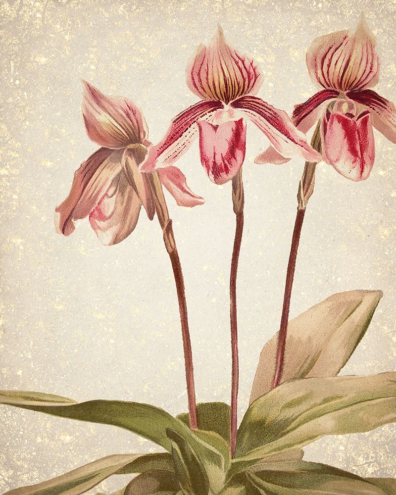 Orchids 4 art print by Kimberly Allen for $57.95 CAD