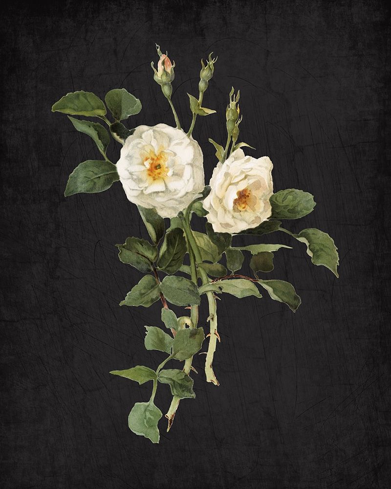 Roses on Black 1 art print by Kimberly Allen for $57.95 CAD