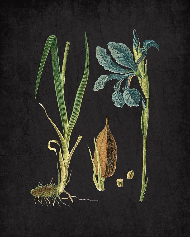 Blue Iris 1 art print by Kimberly Allen for $57.95 CAD
