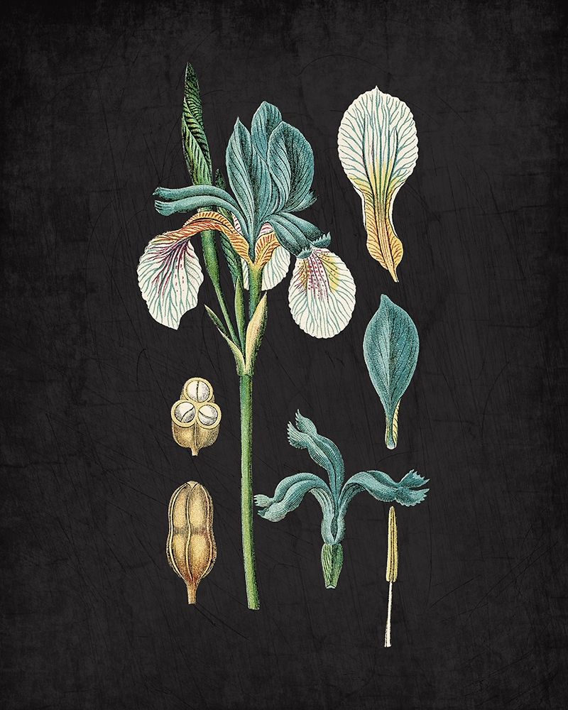Blue Iris 2 art print by Kimberly Allen for $57.95 CAD