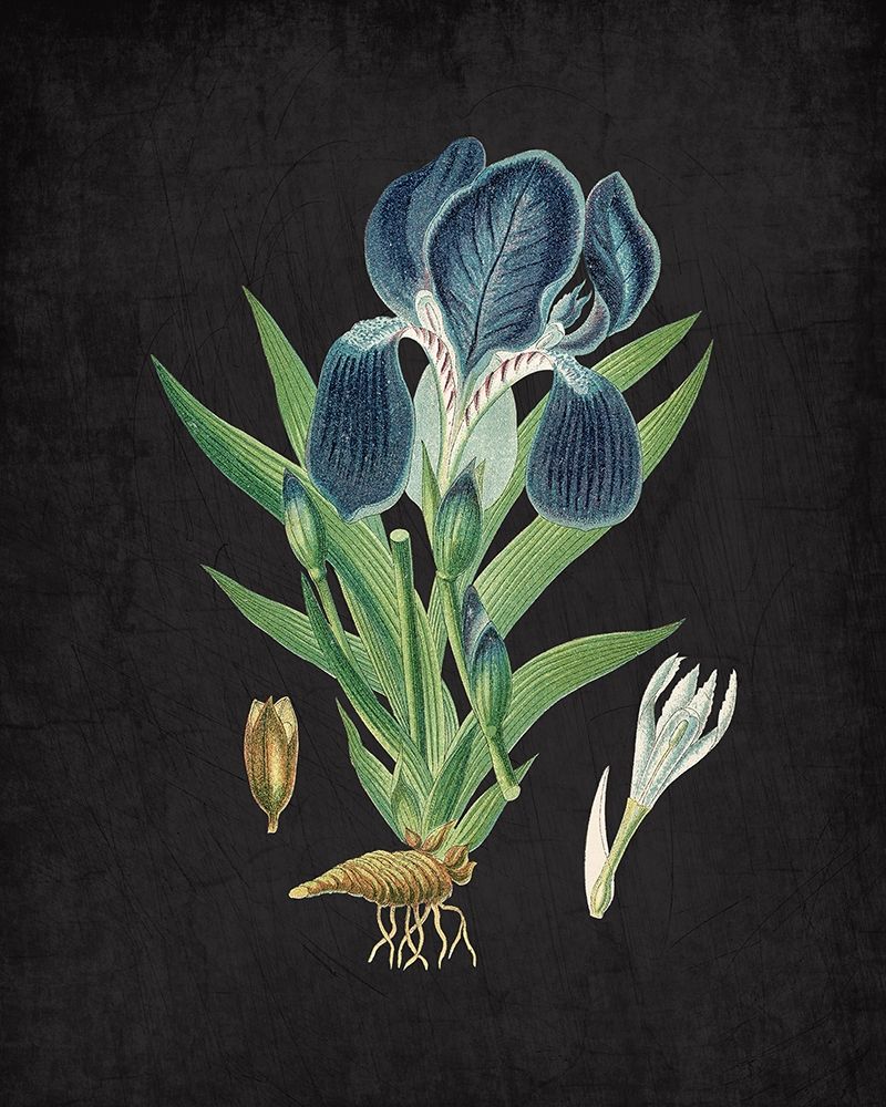 Blue Iris 3 art print by Kimberly Allen for $57.95 CAD