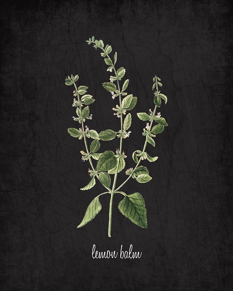 Lemon Balm art print by Kimberly Allen for $57.95 CAD