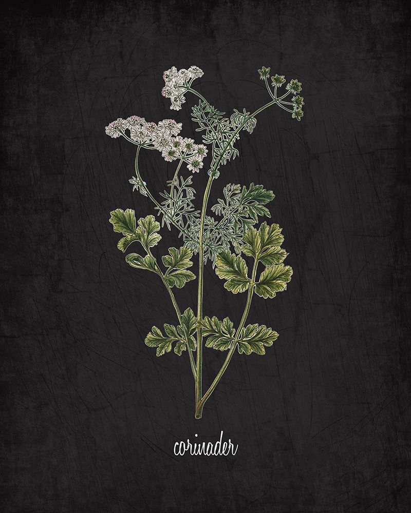 Corinader art print by Kimberly Allen for $57.95 CAD