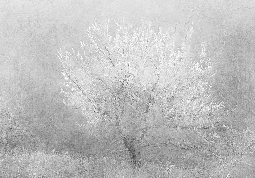 Silver Dreaming Tree art print by Kimberly Allen for $57.95 CAD