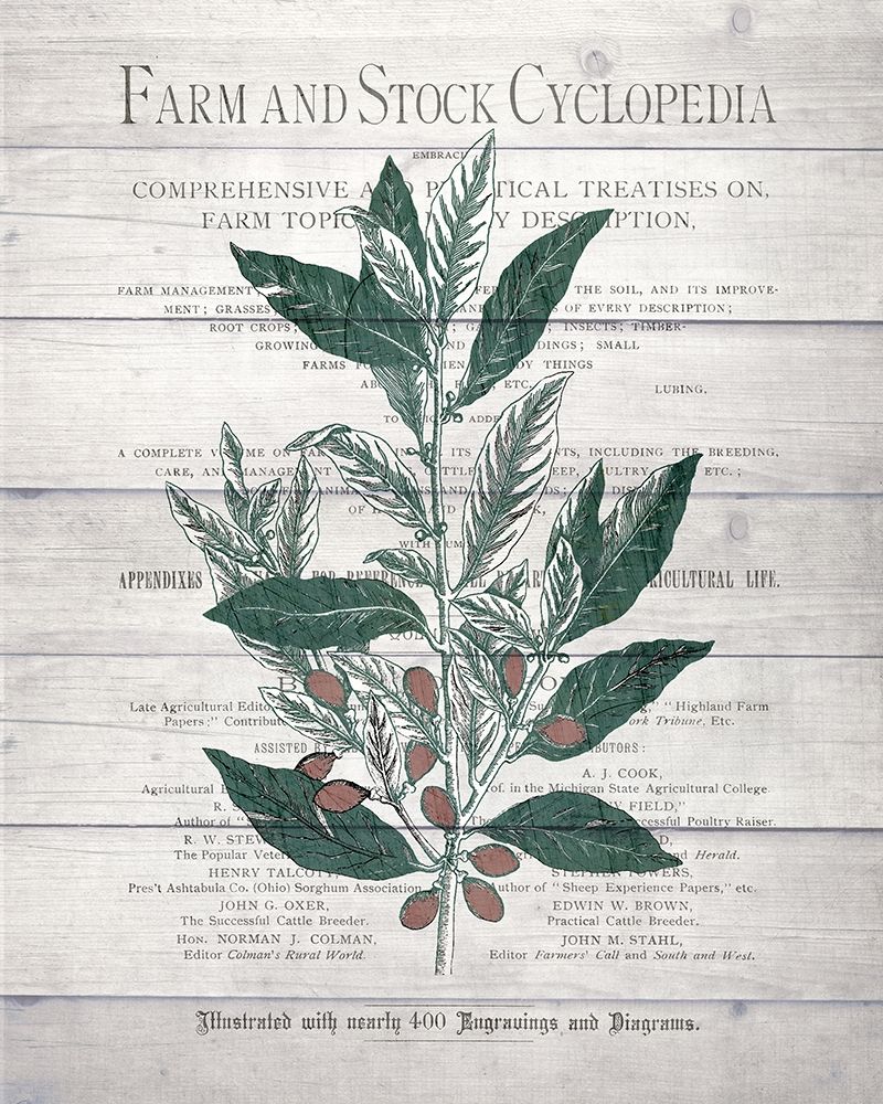 Botanical A v2 art print by Kimberly Allen for $57.95 CAD