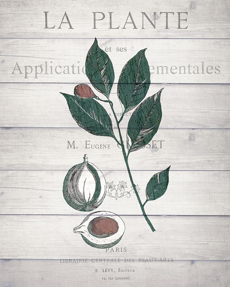 Botanical C v2 art print by Kimberly Allen for $57.95 CAD