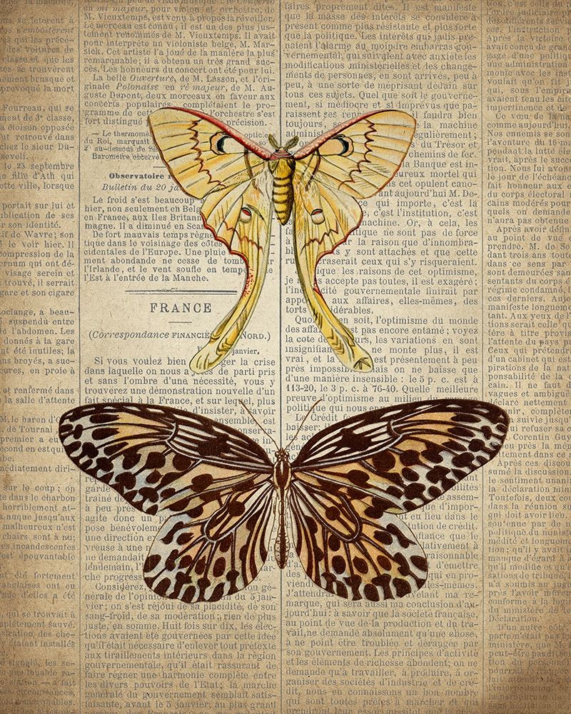 Newspaper Butterfly 1 art print by Kimberly Allen for $57.95 CAD