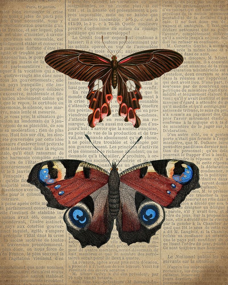 Newspaper Butterfly 2 art print by Kimberly Allen for $57.95 CAD