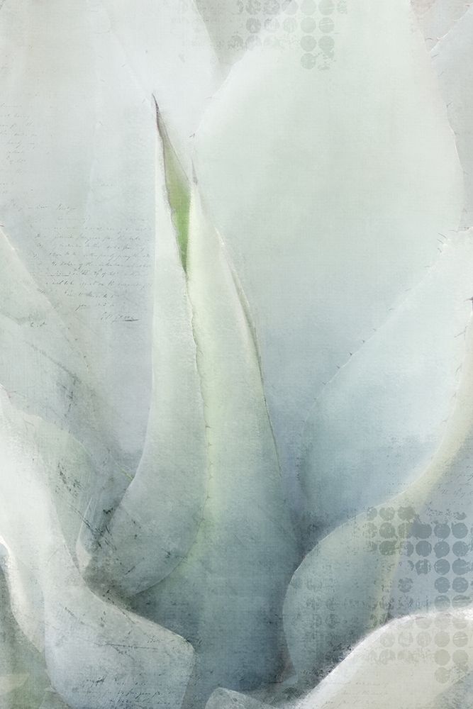 Agave 1 art print by Kimberly Allen for $57.95 CAD