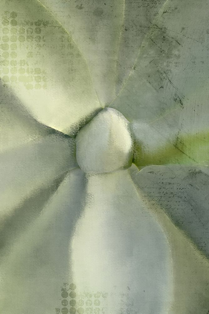 Agave 2 art print by Kimberly Allen for $57.95 CAD