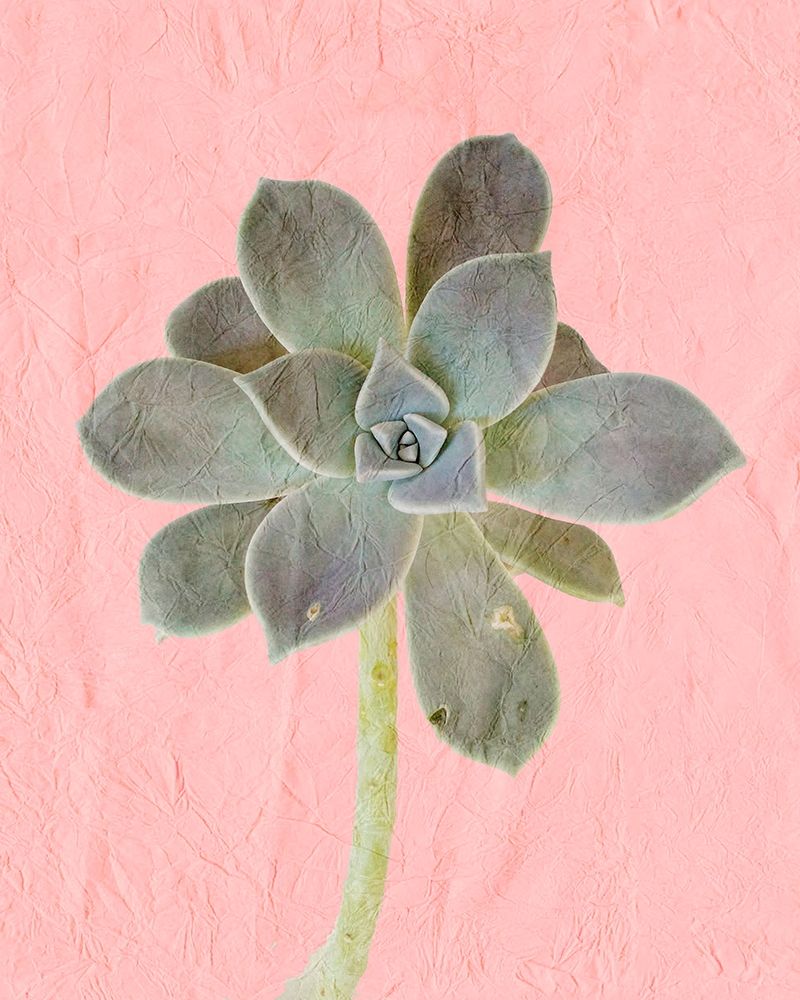 On Pink B art print by Kimberly Allen for $57.95 CAD