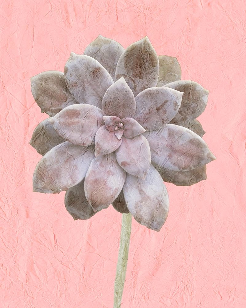 On Pink C art print by Kimberly Allen for $57.95 CAD