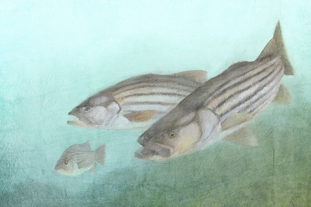 Fish Family art print by Kimberly Allen for $57.95 CAD