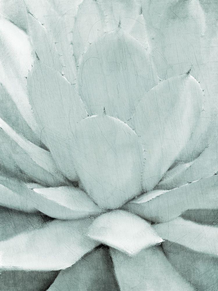 Agave I art print by Kimberly Allen for $57.95 CAD