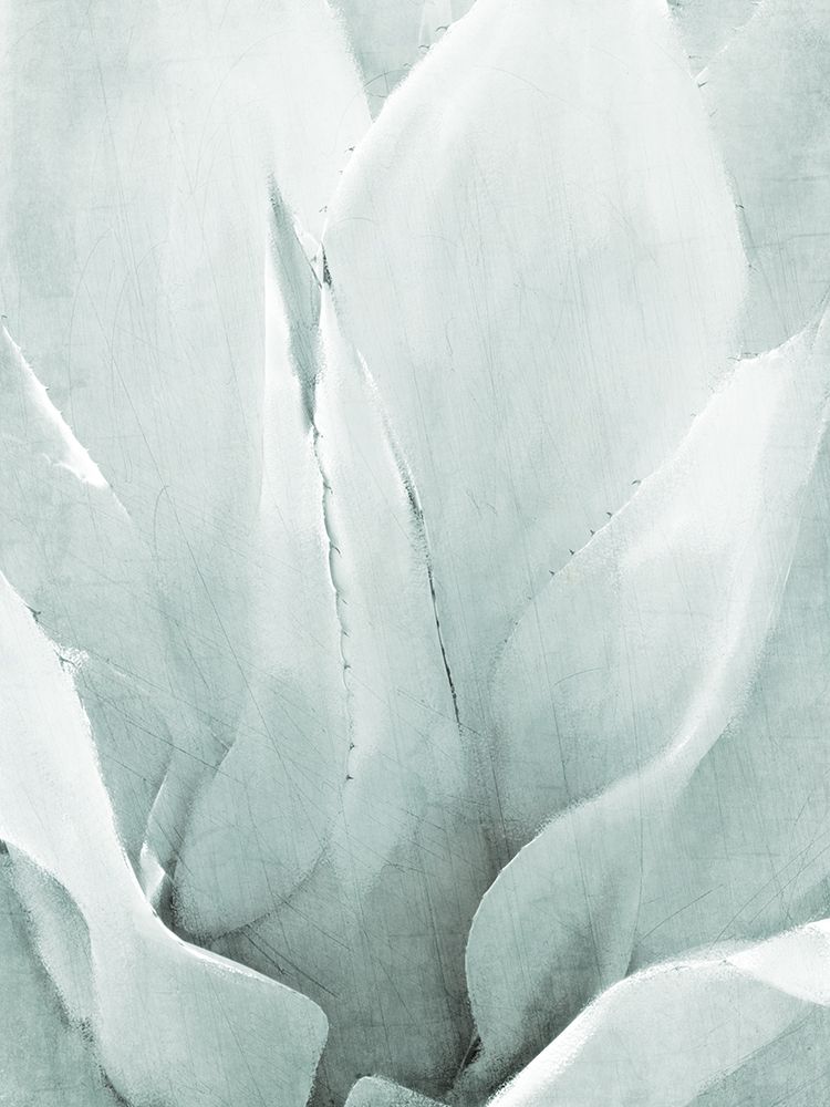 Agave II art print by Kimberly Allen for $57.95 CAD