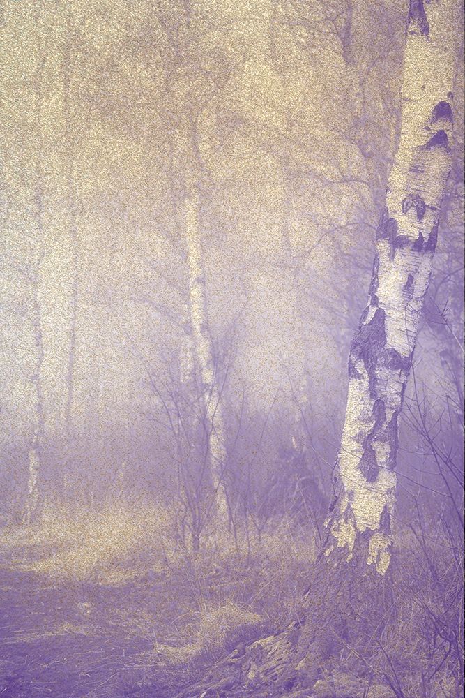 Mystic Forest art print by Kimberly Allen for $57.95 CAD