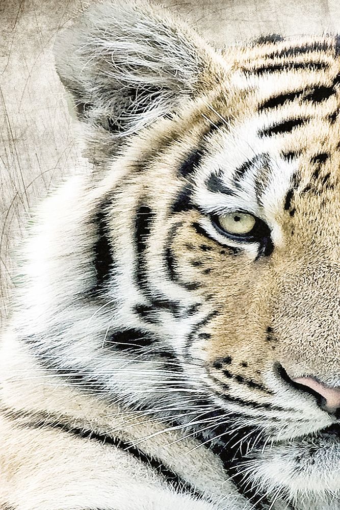 Concentration A art print by Kimberly Allen for $57.95 CAD