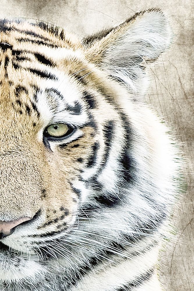 Concentration B art print by Kimberly Allen for $57.95 CAD