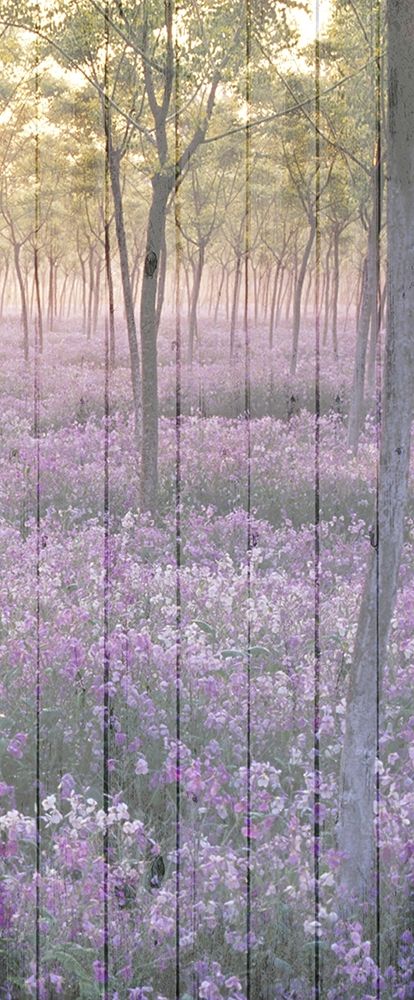 Sunset through the Trees 2 art print by Kimberly Allen for $57.95 CAD