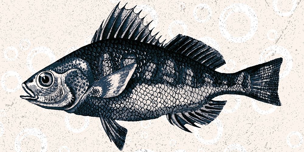 Sea Life 1 art print by Kimberly Allen for $57.95 CAD