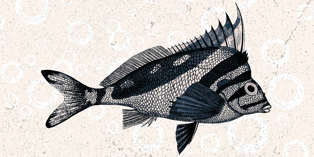 Sea Life 2 art print by Kimberly Allen for $57.95 CAD