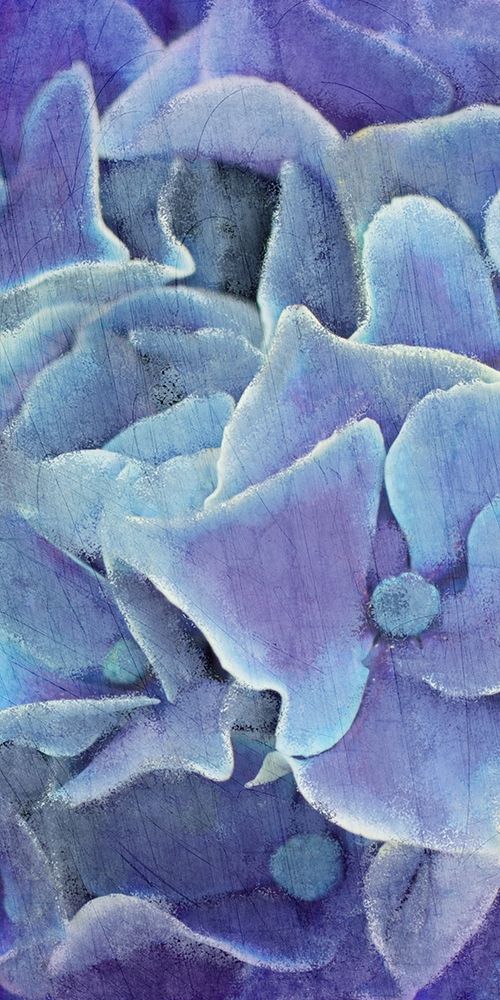 Hydrangea Panel 1 art print by Kimberly Allen for $57.95 CAD