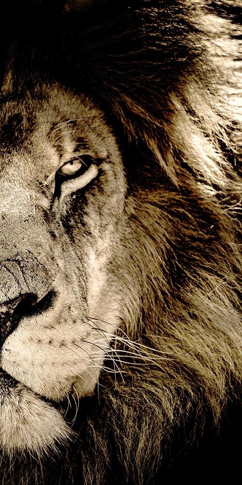 Gaze B art print by Kimberly Allen for $57.95 CAD
