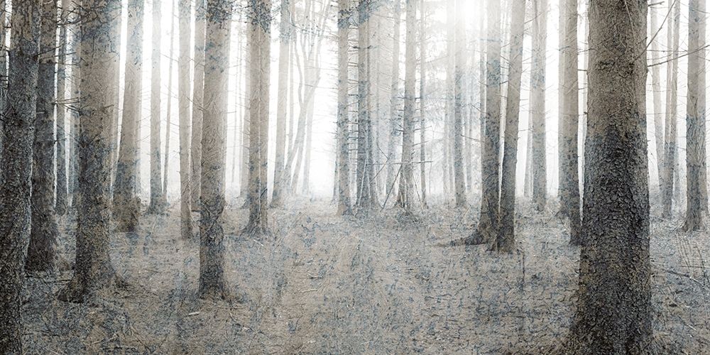 Forest Dream art print by Kimberly Allen for $57.95 CAD